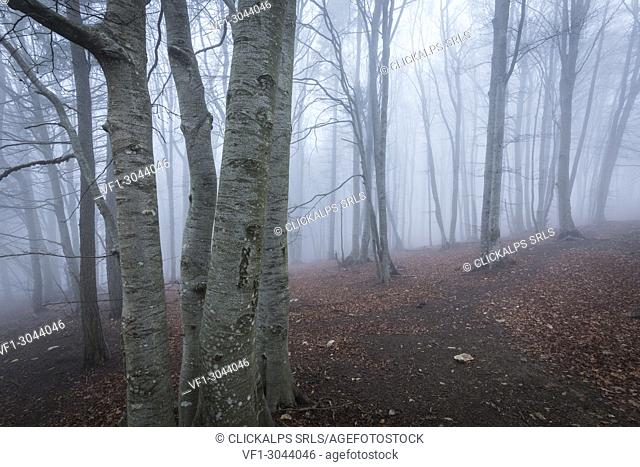 Trees in the mist, Parco della Grigna, province of Lecco, Lombardy, Italy