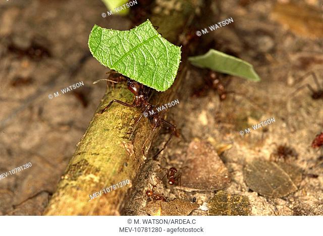 Leaf-cutter Ant (Atta sp)