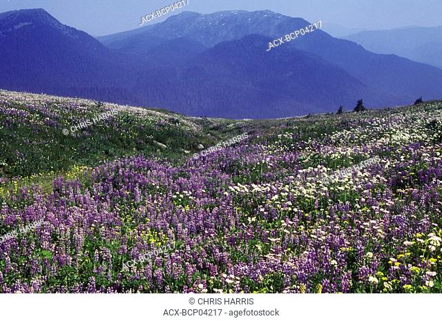 Lupin alpine flowers, Cariboo Mountains, British Columbia, Canada