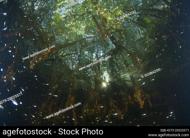 Mangrove tree roots just below the surface, with trees and sunlight above, and Glassfish, Ambassis sp., next to the roots, Taliabu Island, Sula Islands