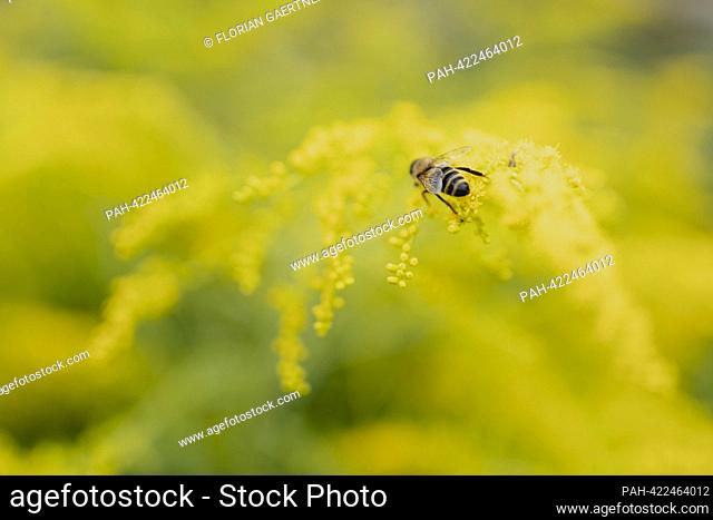 A wasp on yellow flowers, taken in a garden in Vierkirchen, August 18, 2023. - Vierkirchen/Deutschland