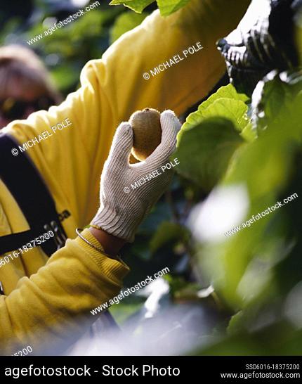 Picker picking kiwfruit from vine at harvest time