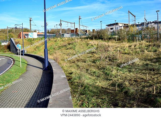 Picture regarding the Belga article ""Quelque 280 arbres et arbustes plantes sans autorisation par des citoyens a Namur"", distributed today, in NAMUR