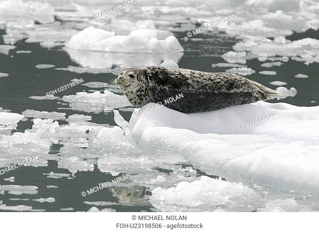 Harbor Seal Phoca vitulina mother on ice calved from the Sawyer Glaciers in Tracy arm, Southeast Alaska, USA. Pacific Ocean