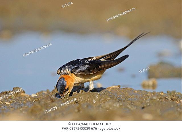 Red-rumped Swallow Hirundo daurica adult, collecting mud for nesting material, Bulgaria, may