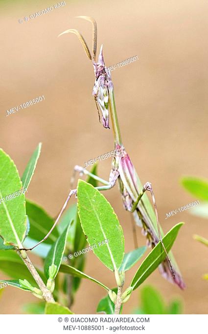 Cone-head Mantis - adult male (Empusa pennata). Tuscany - Italy