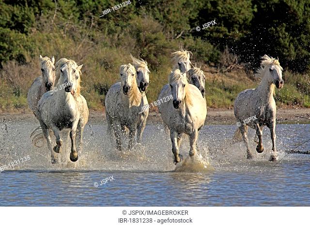 Camargue horses (Equus caballus), herd, gallopping through water, Saintes-Marie-de-la-Mer, Camargue, France, Europe