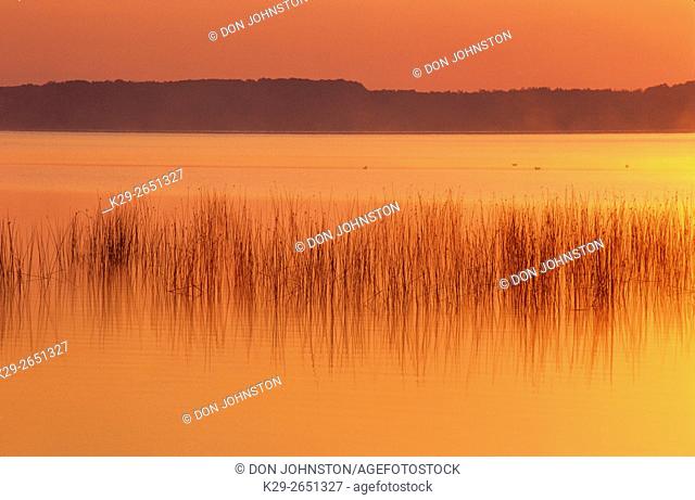 Lake Mindemoya with reed bed before sunrise, , Ontario, Canada