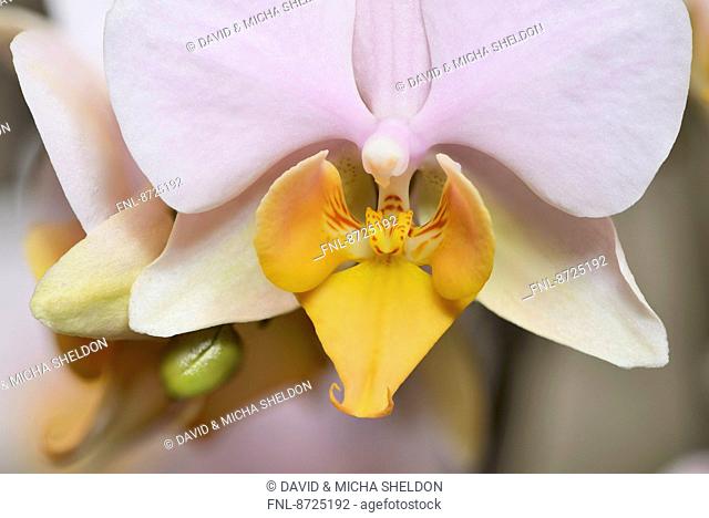 Blossom of a Phalaenopsis orchid