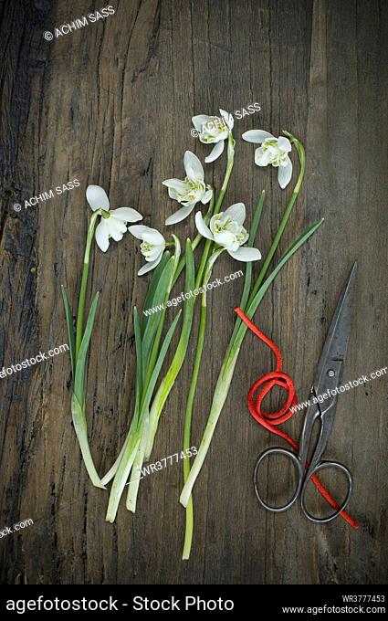 Snowdrops, Scissors and red string