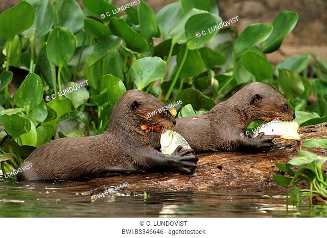 giant otter (Pteronura brasiliensis), juveniles feeding fishes , Brazil, Mato Grosso, Pantanal, Rio Cuiaba