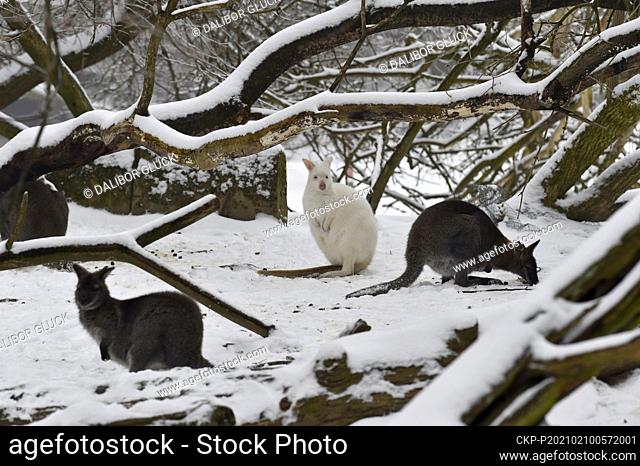 The Red-necked Wallabies, including an albino one, enjoy snow during chilly winter day in their outdoor enclosure in Zlin zoo, Czech Republic, Wednesday