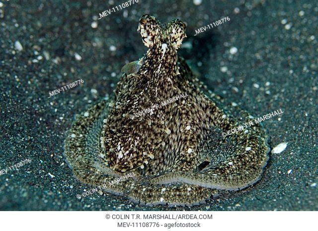 White V Octopus Joleha dive site, Lembeh Straits, Sulawesi, Indonesia White 'V' Octopus Joleha dive site, Lembeh Straits, Sulawesi, Indonesia