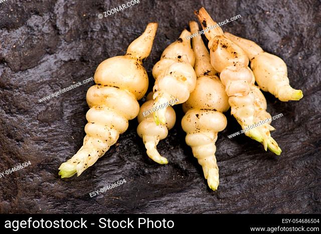 Japanese crosne Stachys affinis tubers rhizome root vegetable closeup