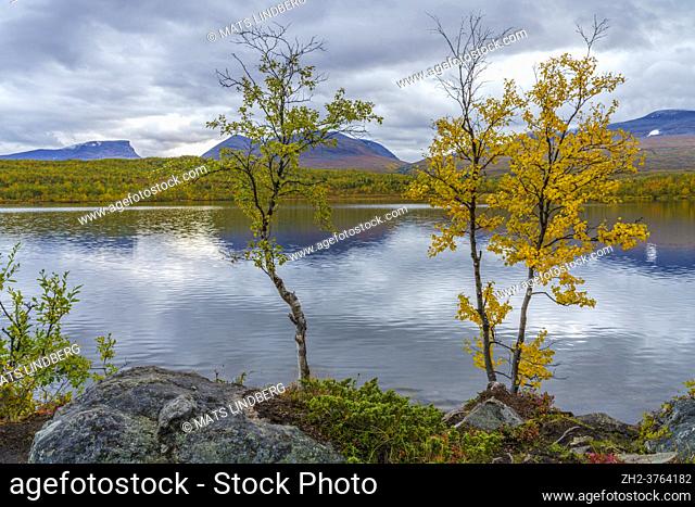 Autumn landscape in Abisko nationalpark with yellow birch tree and lake, with Lapporten with snow in background, , Abisko, Swedish Lapland, Sweden