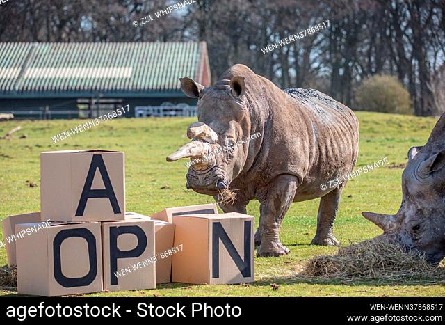 A ‘crash of rhinos’ at ZSL Whipsnade Zoo put on a smashing opening ceremony today (Monday 12 April), getting the UK's largest Zoo back open for business in the...