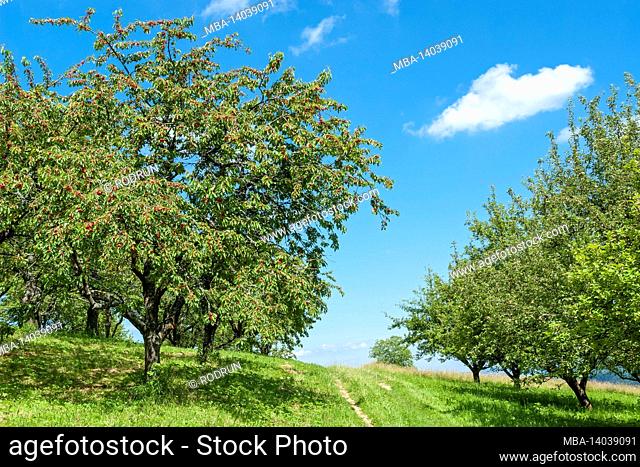 germany, baden-wuerttemberg, beuren, cherry tree with ripe cherries on an orchard meadow in the neuffen valley
