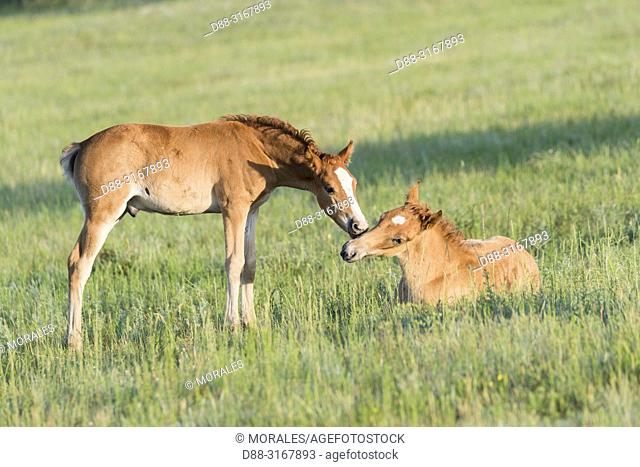 China, Inner Mongolia, Hebei Province, Zhangjiakou, Bashang Grassland, two foal