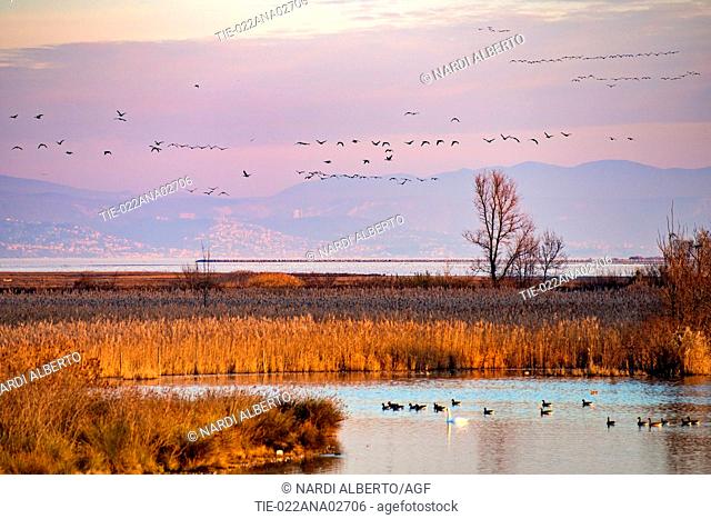 Italy, Friuli, Isonzo Estuary Regional Park, Isola della Cona Bird Sanctuary, greylag goose (Anser anser)
