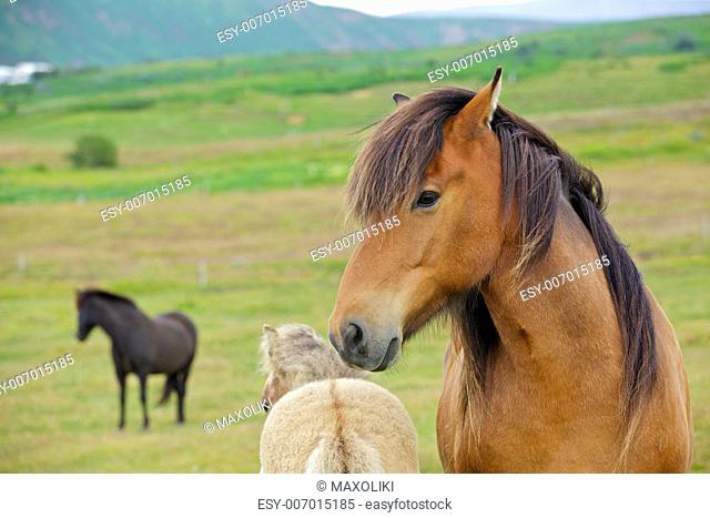Closeup on the head of Icelandic horse Iceland