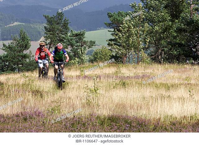 Mountain bike riders riding through moorland on Kahlen Poen mountain near Usseln, Hesse, Germany, Europe