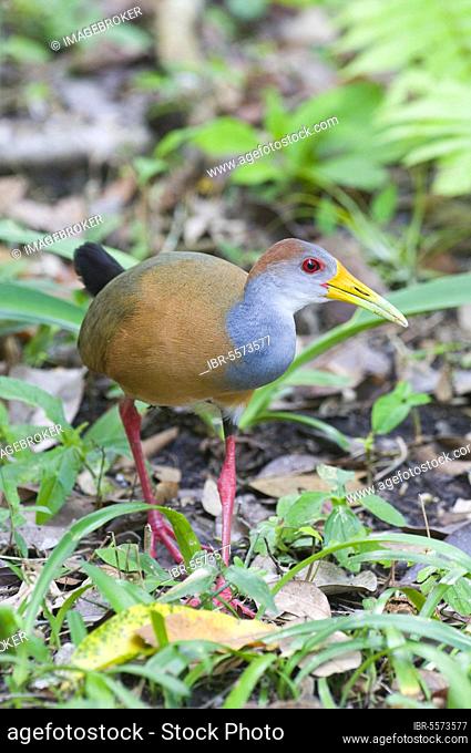 Grey-necked Wood-rail (Aramides cajanea) adult, walking in lowland tropical forest, Tikal N. P. Peten, Guatemala, Central America