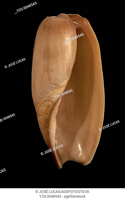Seashell of False elephant's snout volute (Cymbium cymbium), Malacology collection, Spain, Europe