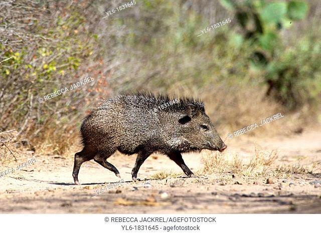 A young peccary walking, Texas