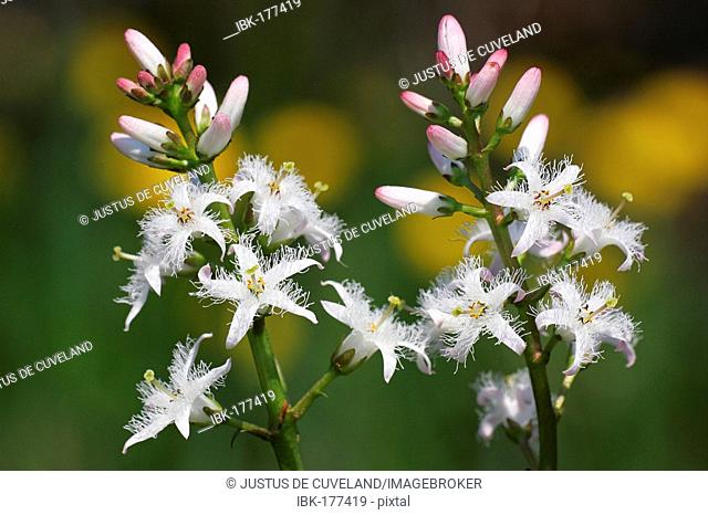 Flowering water trefoil - bogbean (Menyanthes trifoliata)