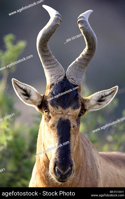 Red hartebeest (Alcelaphus caama), Mountain Zebra National Park, South Africa (Alcelaphus buselaphus selborne), Antelope