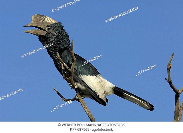 Black-and-white-casqued Hornbill (Bycanistes subcylindricus), calling male. Massai Mara, Kenya