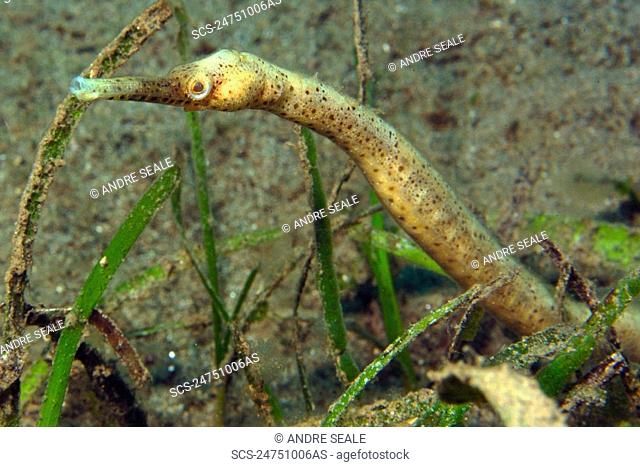 Short-tailed pipefish, Trachyrhamphus bicoarctatus, Masaplod, Dumaguete, Negros Island, Philippines RR
