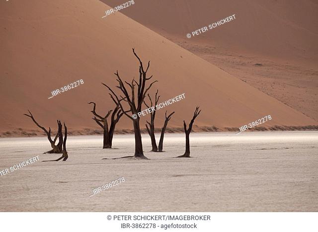 Dead trees in the Dead Vlei desert, Namib-Naukluft National Park?, Skeleton Coast National Park, Hardap Region, Namibia