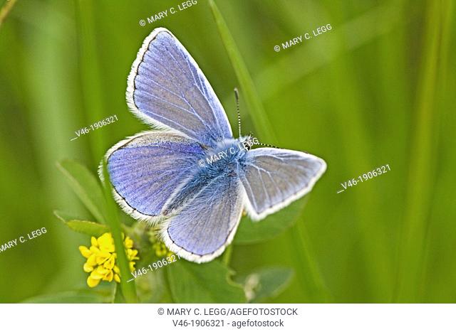 Common Blue, Polyommatus icarus back  Blue wings of the male Common Blue  Upper wings form above