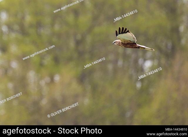 Marsh harrier, Circus aeruginosus, male, tercile, in flight