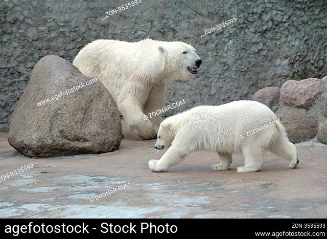 White polar bears family