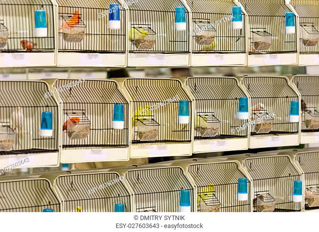 decorative birds in cage on exhibition for sale