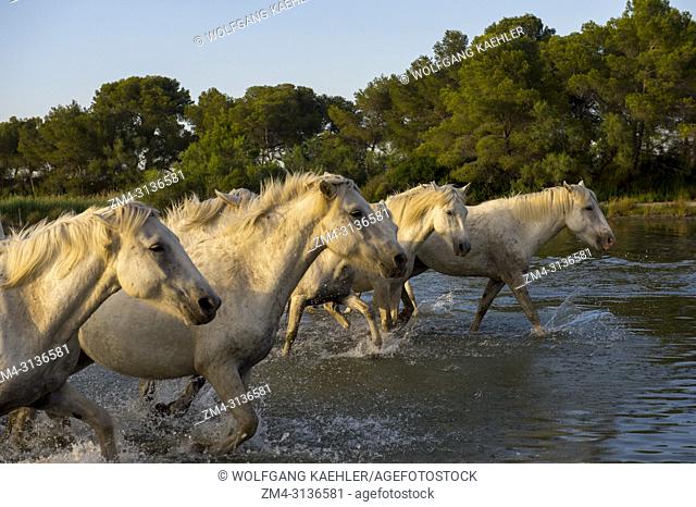 Camargue horses running through the water of a shallow lake in the Camargue in southern France