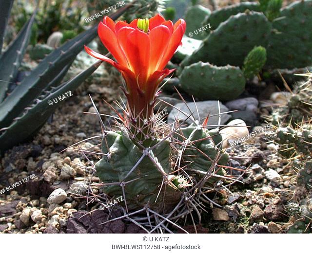hedgehog cactus Echinocereus triglochidiatus, blooming