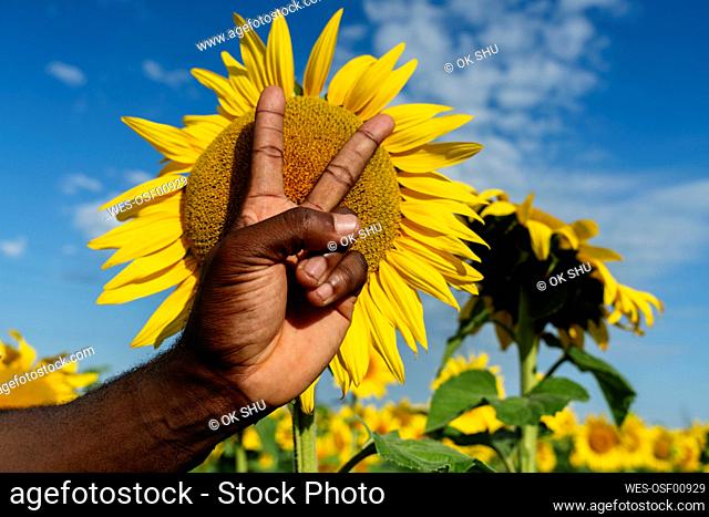 Hand of man gesturing peace sign in front of sunflower