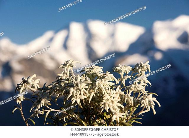 Canton, Graubünden, Grisons, Switzerland, Europe, Engadin, Engadine, Upper Engadine, Piz Bernina, Piz Palü, Bernina, mountain, mountains, flower, flowers