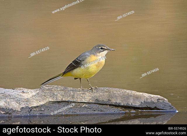 Grey Wagtail (Montacilla cinerea) adult, winter plumage, standing on rock in stream, Extremadura, Spain, Europe