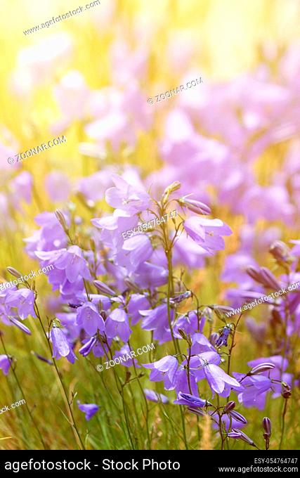 Bell flower opens towards the sun, warm rays of the sun, summer flowers in midsummer