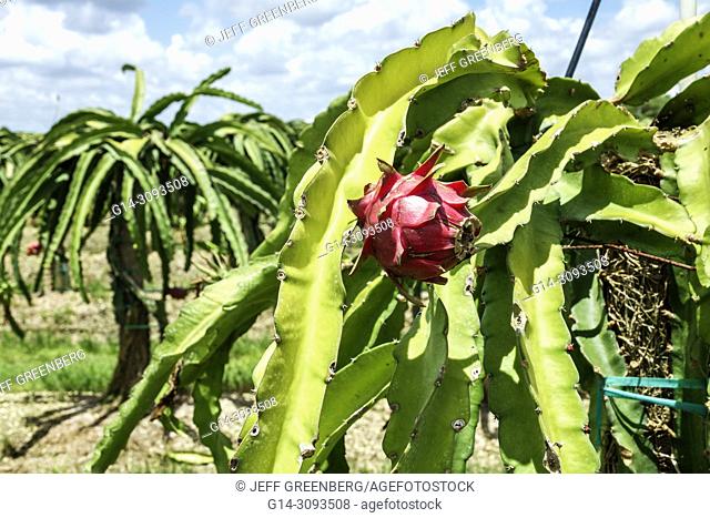 Florida, Homestead, Miami, dragon fruit cactus Pitaya Stenocereus Pitahaya Hyloce, agriculture, exotic fruit