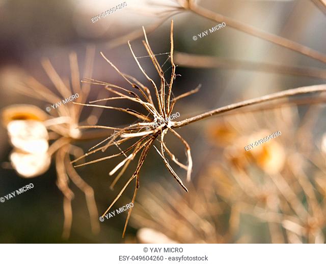 close up of dead flower heads stalk brown dry ; essex; england; uk