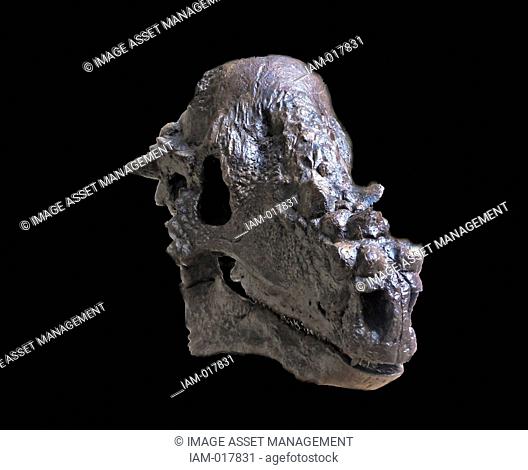 Cast of the skull of the Late Cretaceous herbivorous dinosaur. Pachycephalosaurus wyomingensis from the late Cretaceous Lance Formation of the United States...
