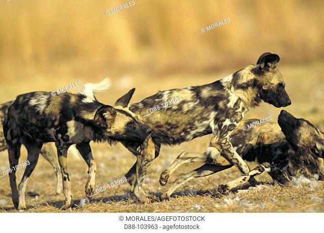 African Hunting Dogs (Lycaon pictus). Zimbabwe