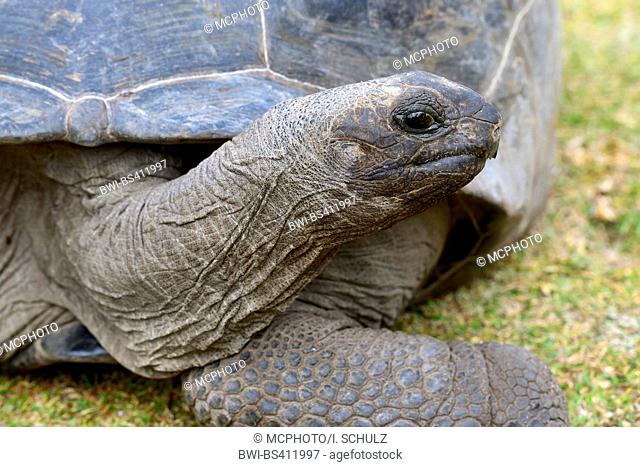 Seychelles giant tortoise, Aldabran giant tortoise, Aldabra giant tortoise (Aldabrachelys gigantea, Testudo gigantea, Geochelone gigantea