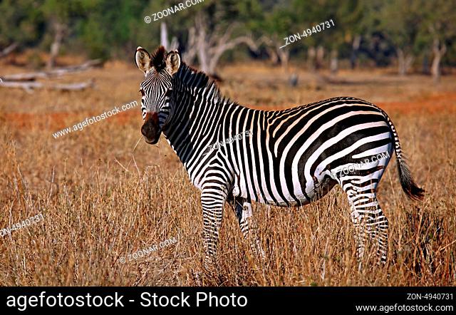 Zebra im South Luangwa Nationalpark, Sambia; zebra at South Luangwa National Park, Zambia