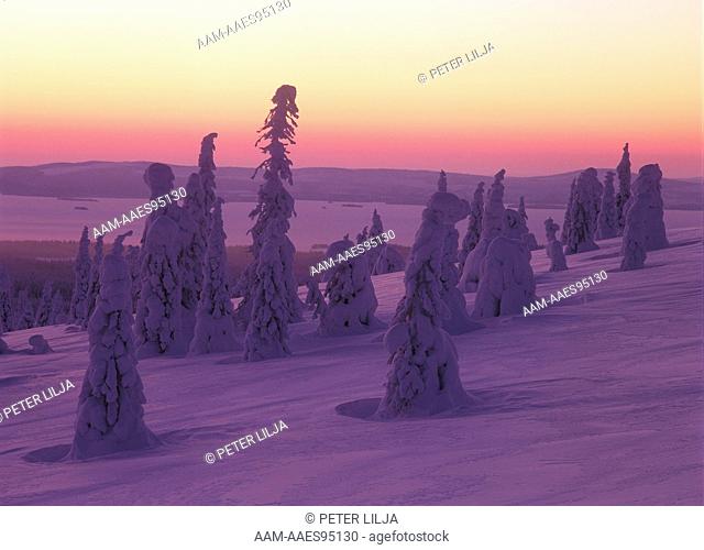 Very cold Morning, snowy Spruces in Taiga, Riisitunturi N.P., Finland